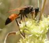 Sphex funerarius
